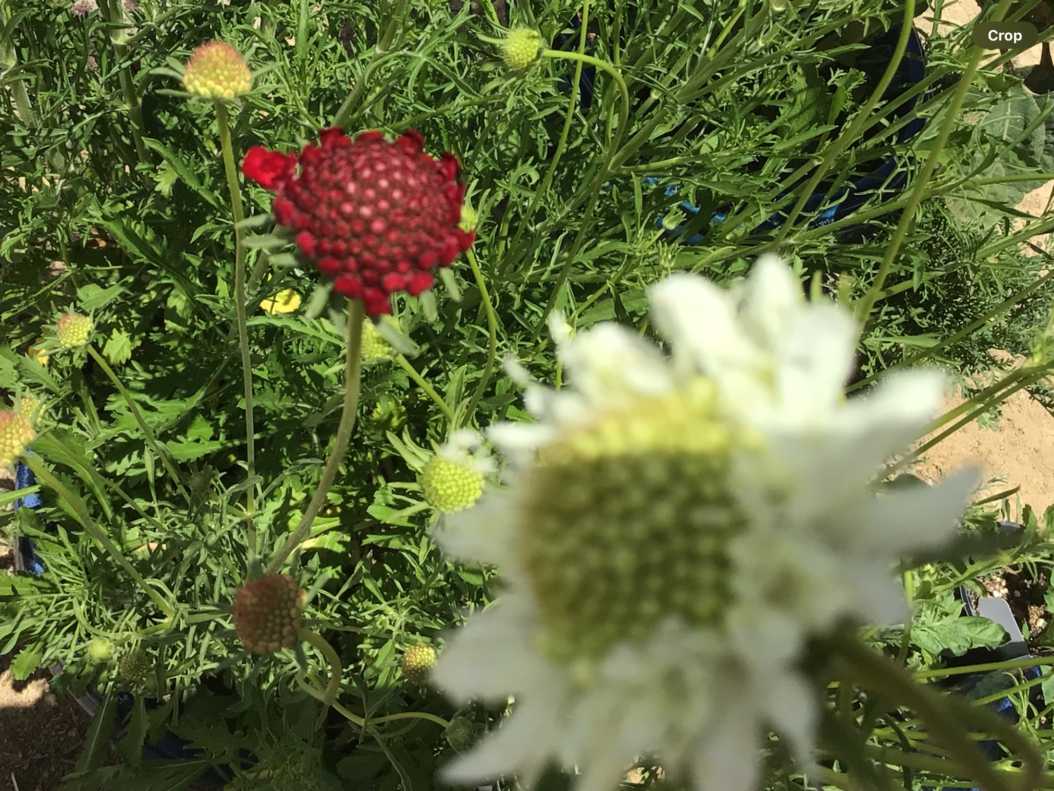 Zinnia Pincushion Zinnia Pincushion - Image 3