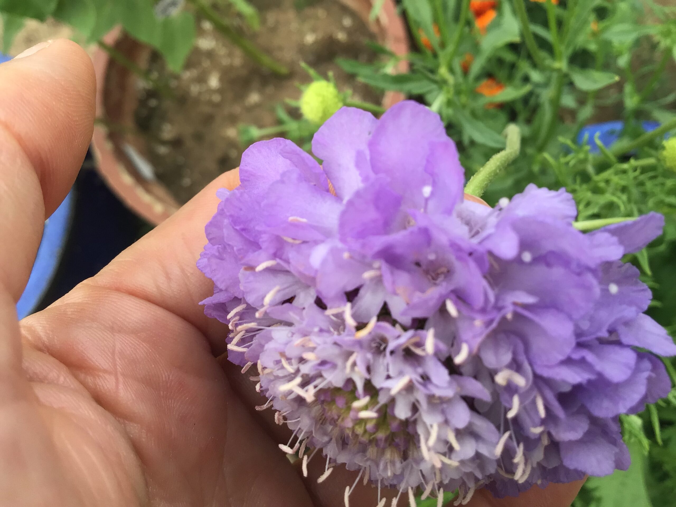 Zinnia Pincushion Zinnia Pincushion - Image 5