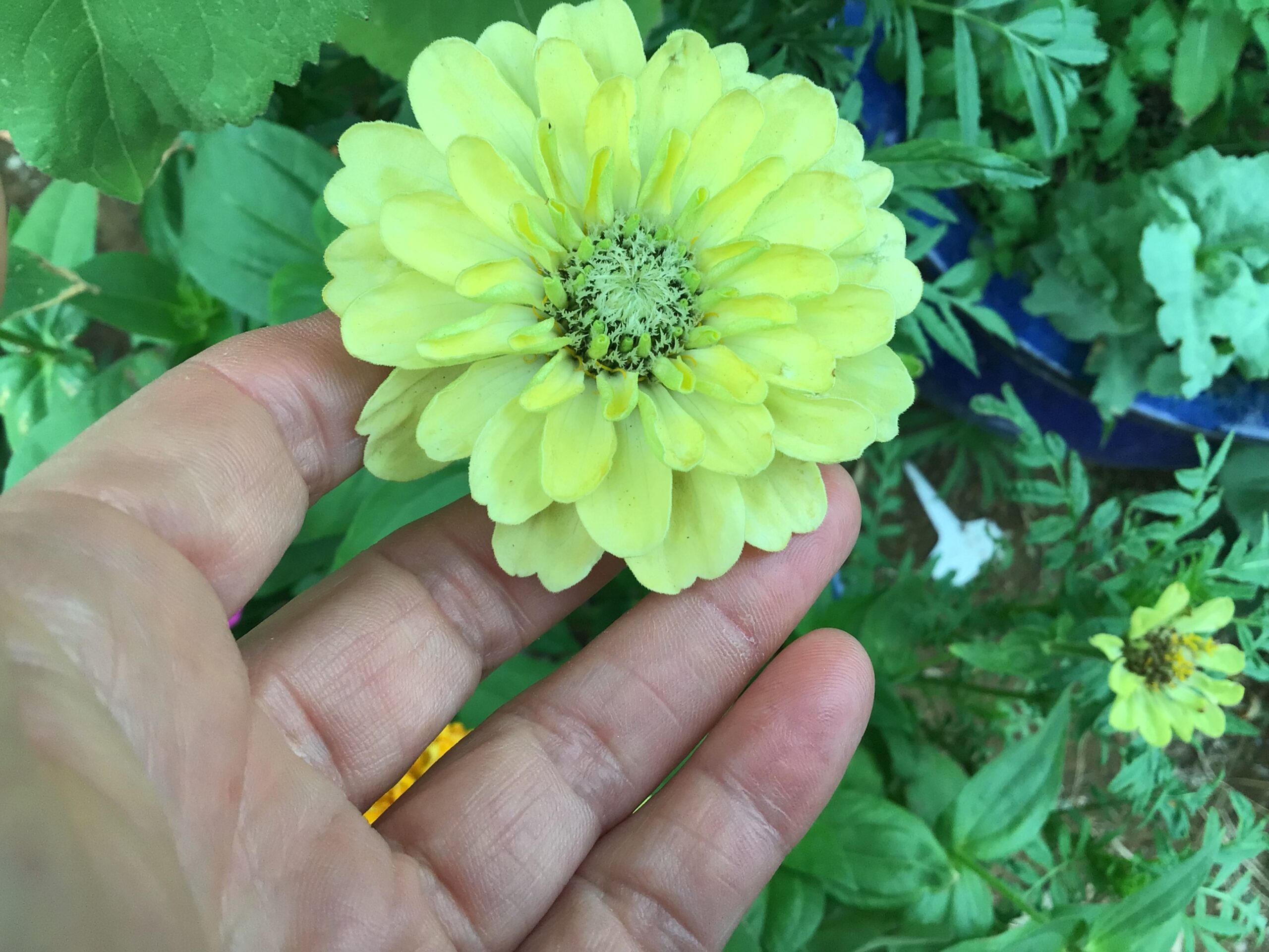 Green Envy Zinnia Green Envy Zinnia - Image 2