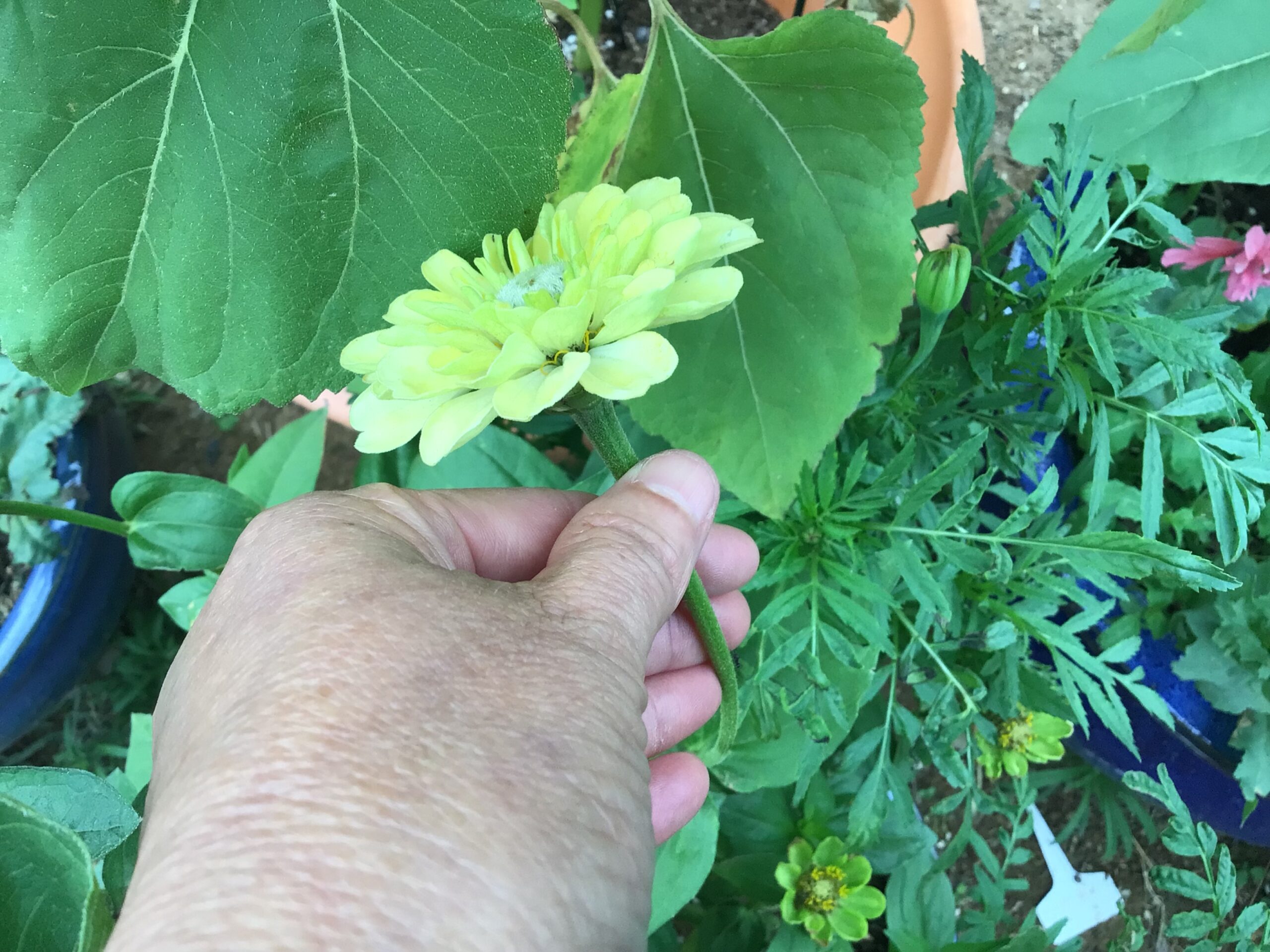 Green Envy Zinnia Green Envy Zinnia - Image 3