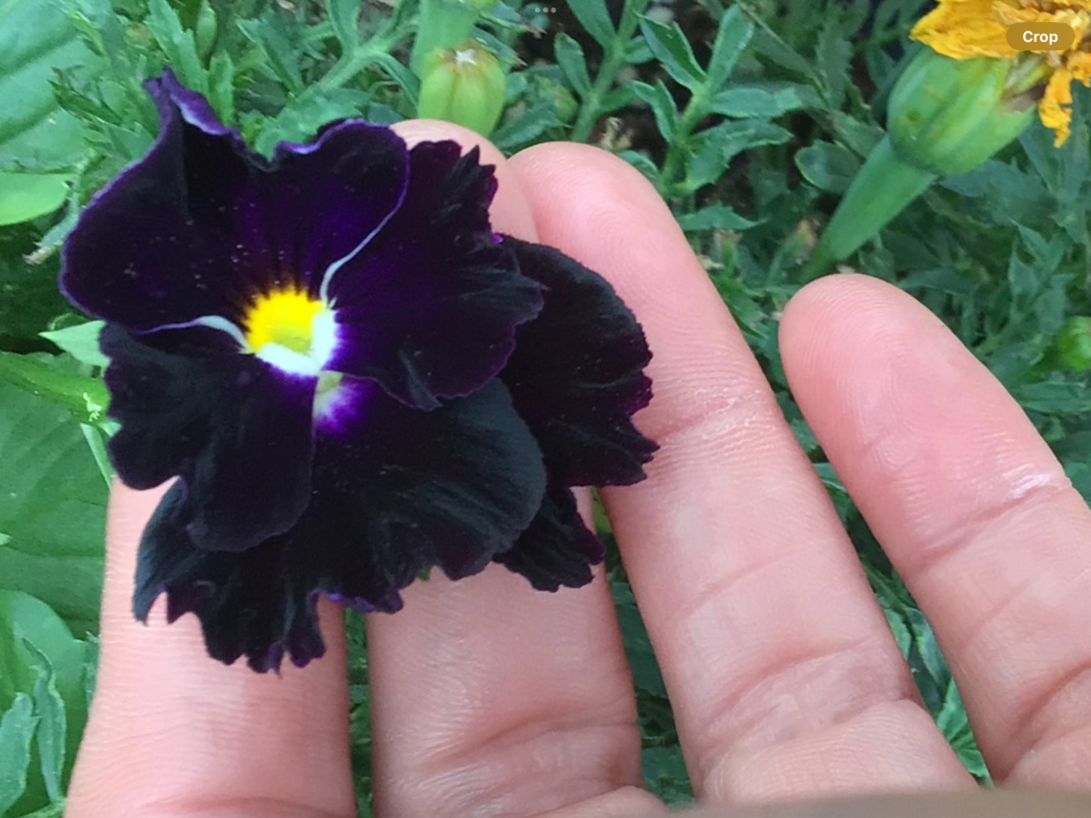 Black Pansy Black Pansy - Image 2