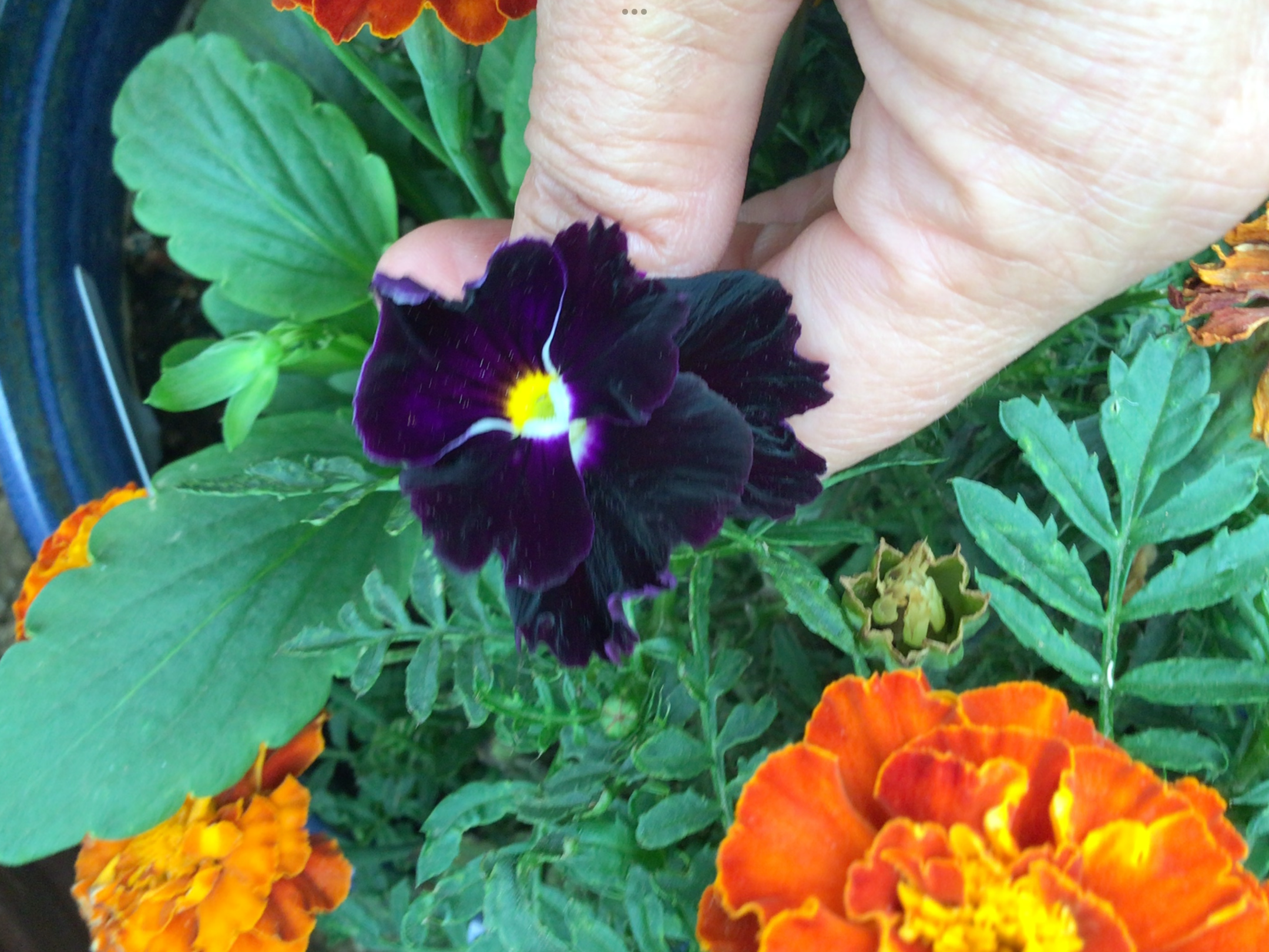 Black Pansy Black Pansy