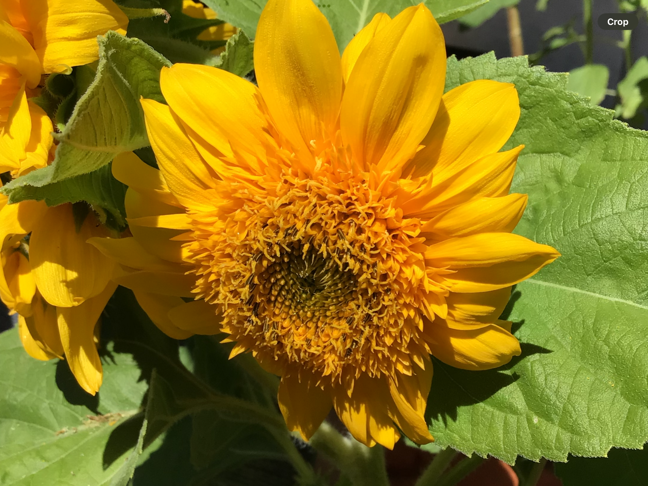 Sunflower Lemonade Dwarf Sunflower Lemonade Dwarf - Image 5