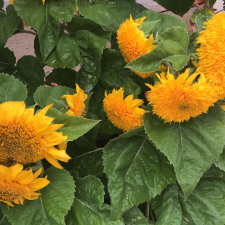 Sunflower Lemonade Dwarf