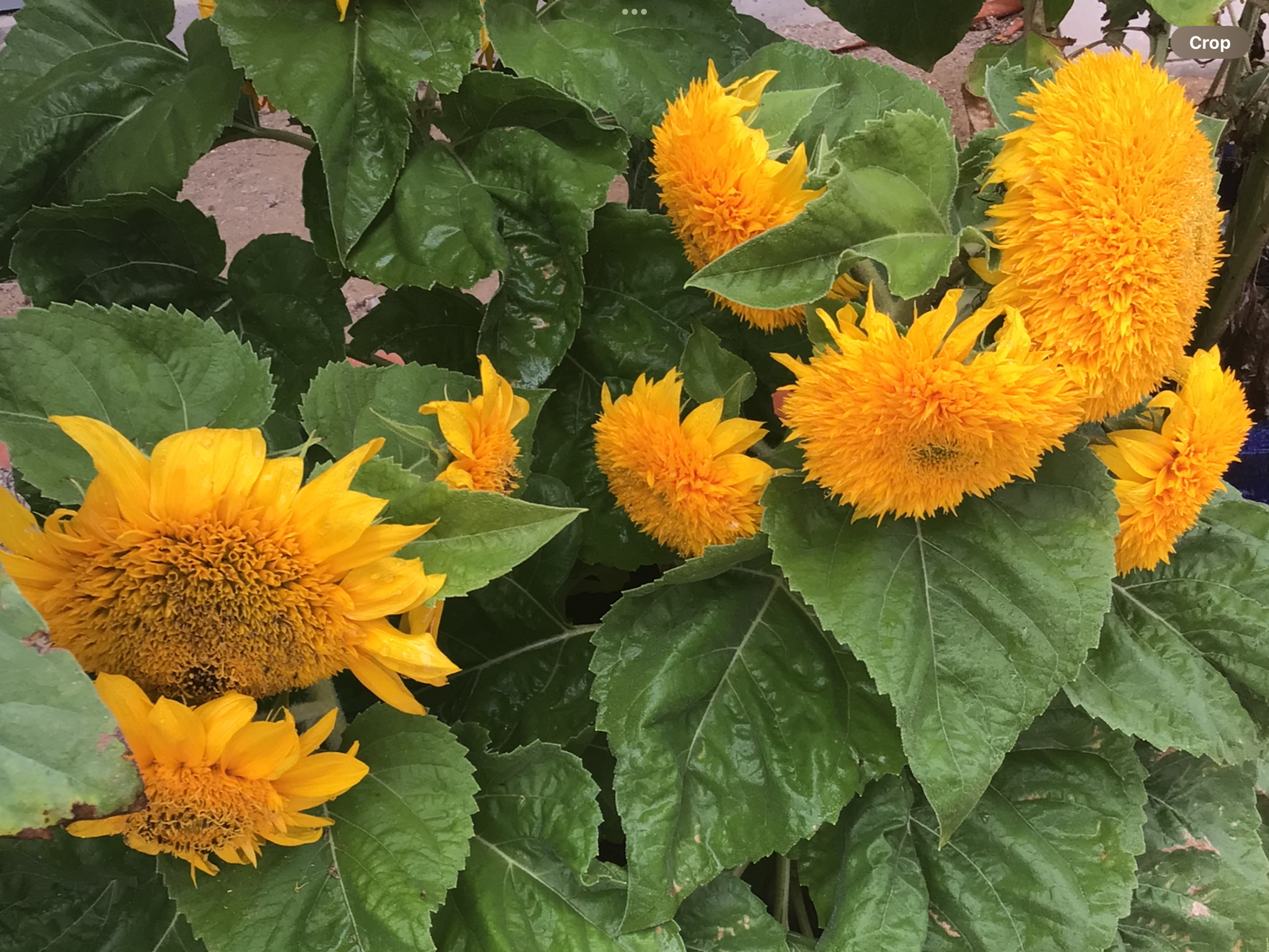 Sunflower Lemonade Dwarf Sunflower Lemonade Dwarf