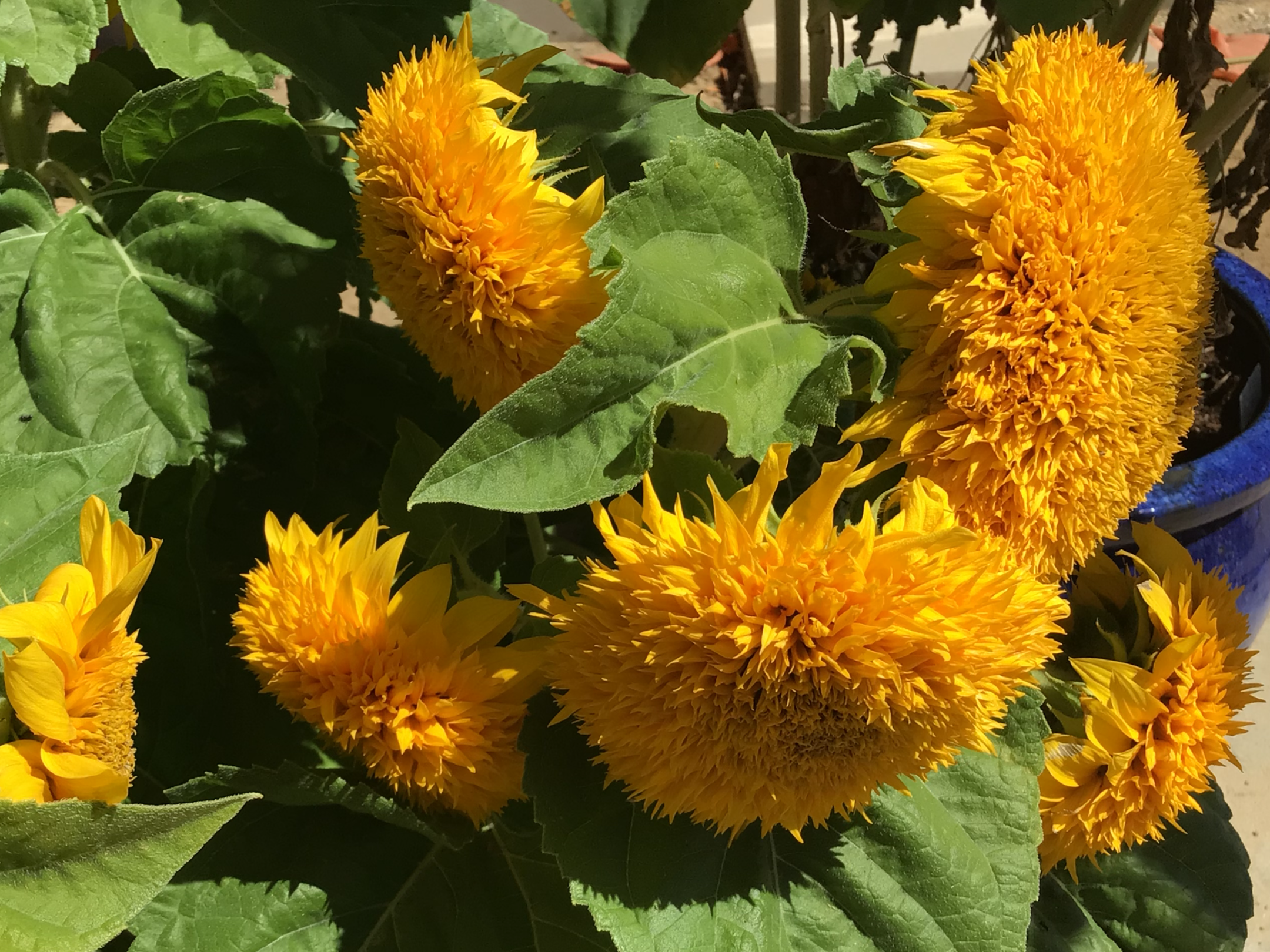 Sunflower Lemonade Dwarf Sunflower Lemonade Dwarf - Image 3