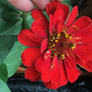 Giant Zinnia, Will Roger’s Variety