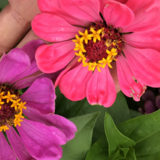 Giant Zinnia