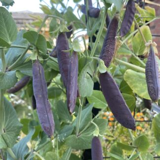 Dutch Purple Podded Pea