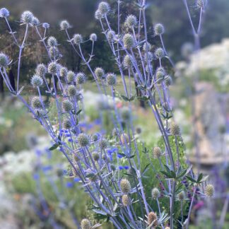 Eryngium Sea Holly Blue