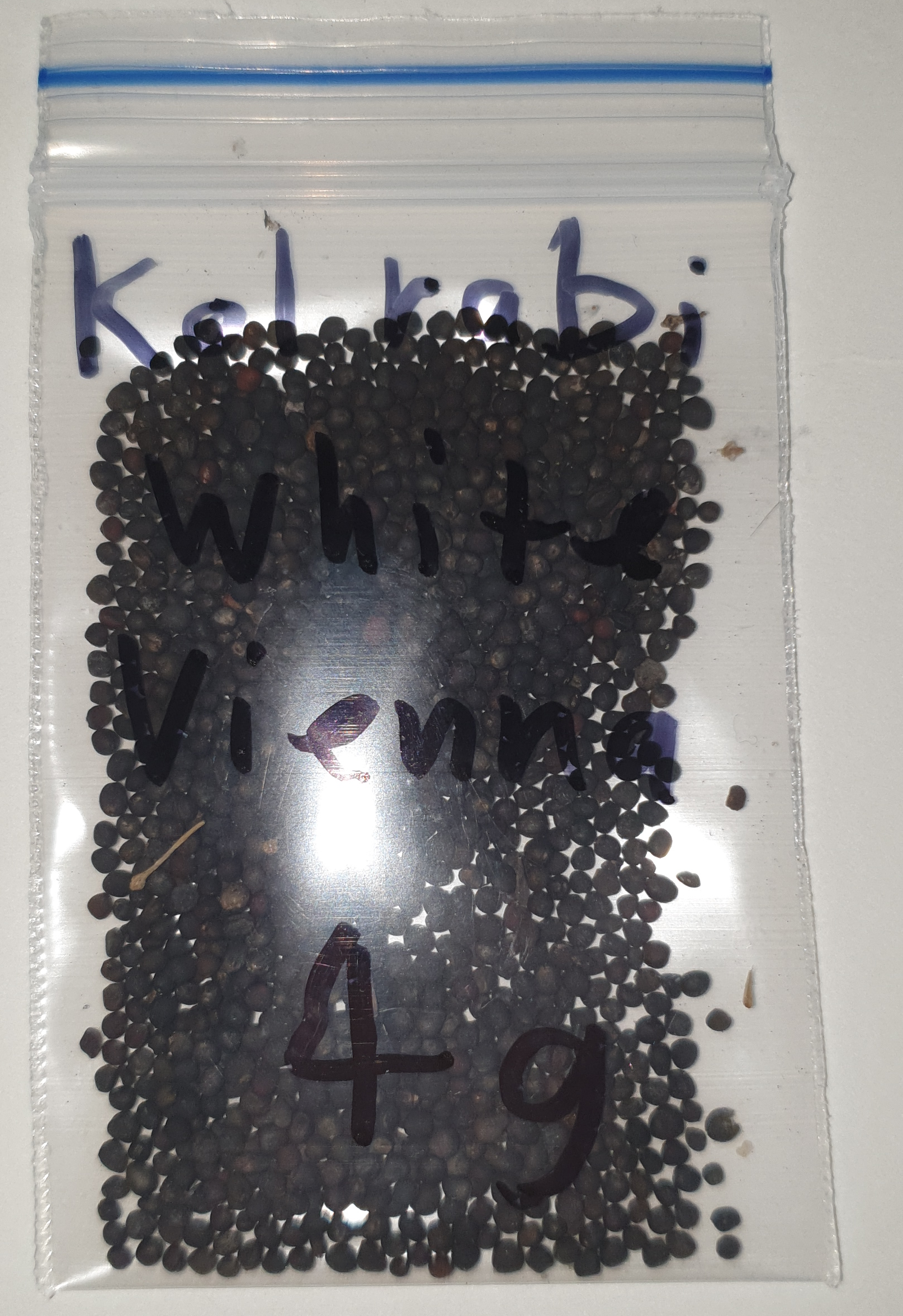 Organic Kohlrabi White Vienna Organic Kohlrabi White Vienna - Image 2