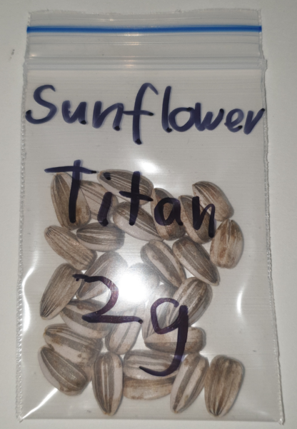 Organic Sunflower Titan