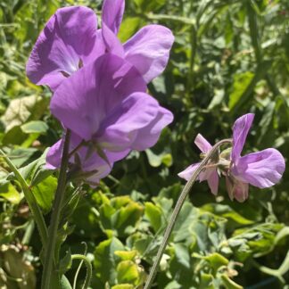 Sweetpea Mixed Colours