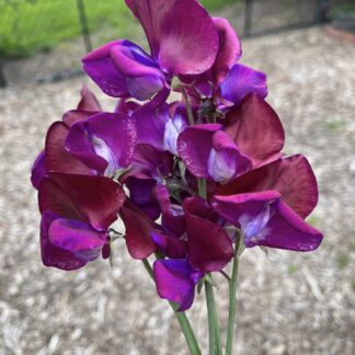 Sweet Peas - Zinfandel