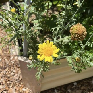Edible Chrysanthemum