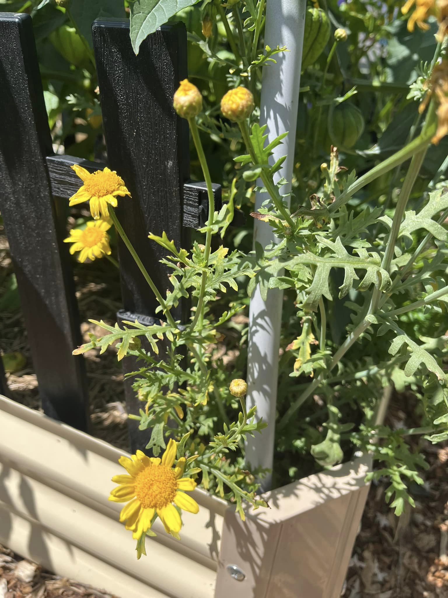 Edible Chrysanthemum Edible Chrysanthemum - Image 2