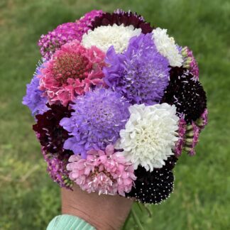 Scabiosa Pincushion Mixed Pack