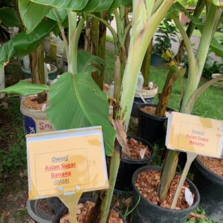 1 Dwarf Asian Sugar Banana Plant