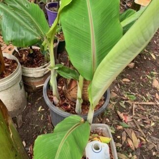 1 Dwarf Ladys Finger Banana (DLFB) Plant