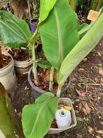 1 Dwarf Ladys Finger Banana (DLFB) Plant