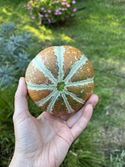 Kajari Melon / Indian Rockmelon