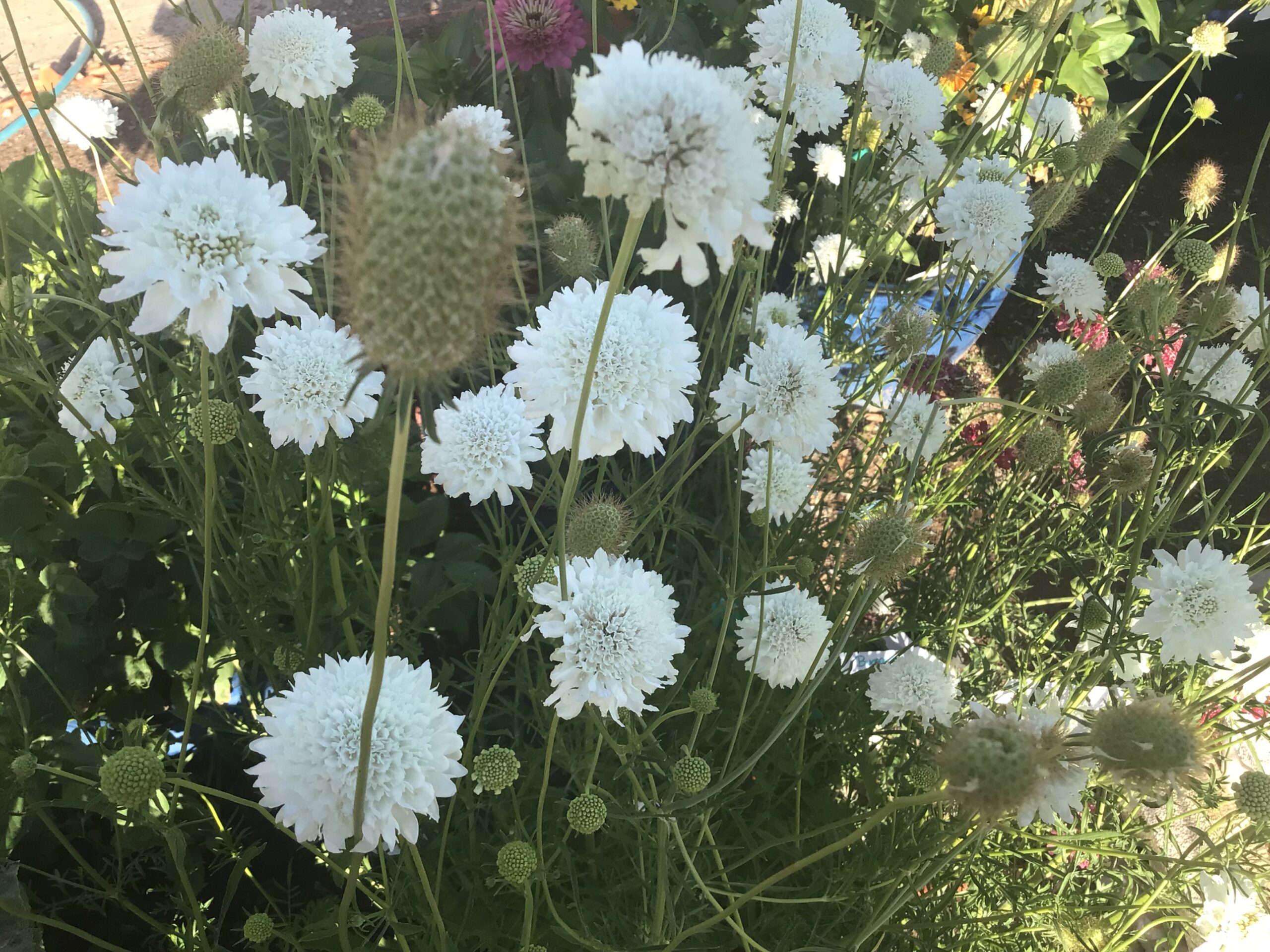 Zinnia Pincushion Zinnia Pincushion - Image 12
