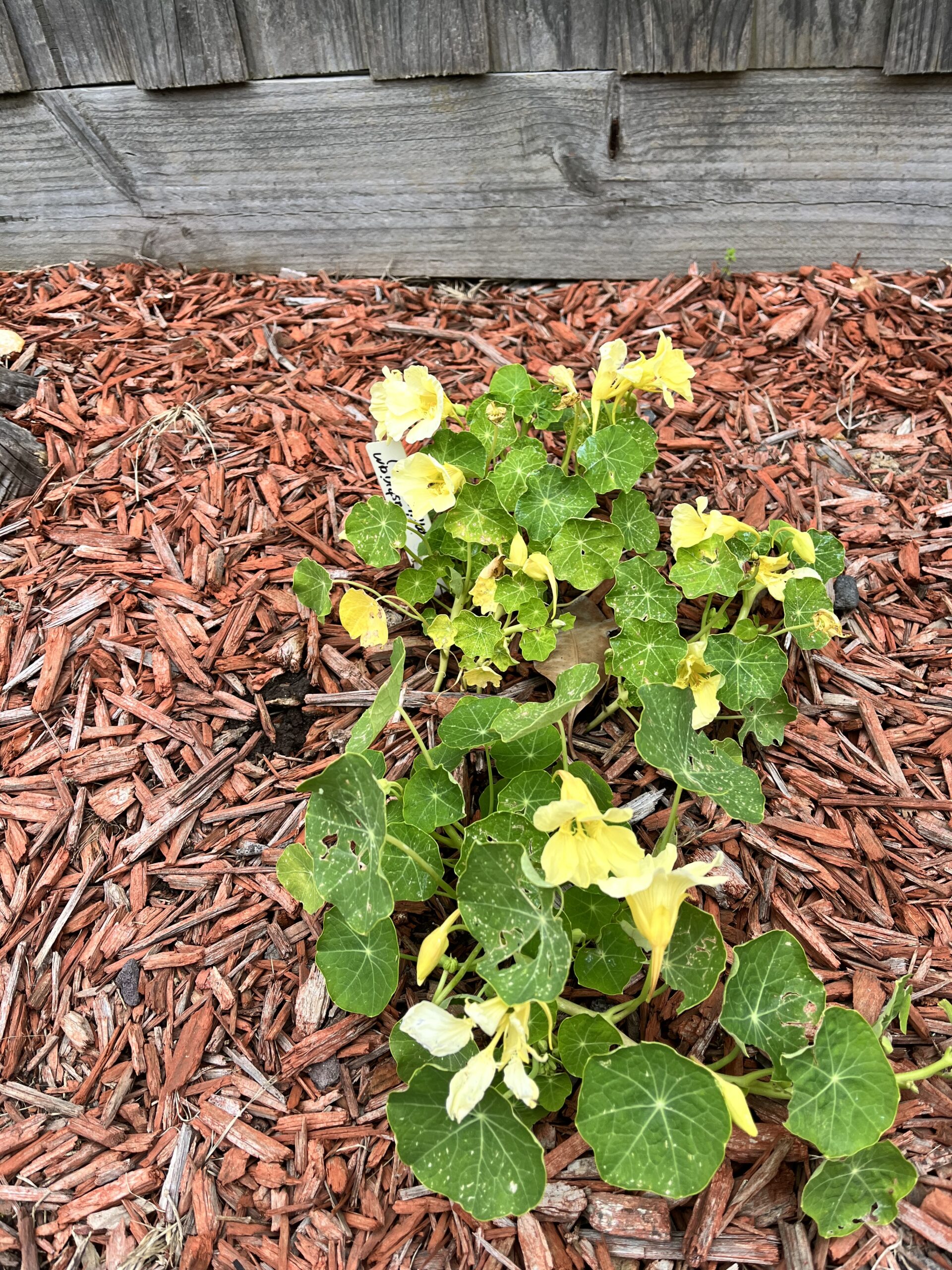 Nasturtiums - Milkmaid Nasturtiums - Milkmaid - Image 2