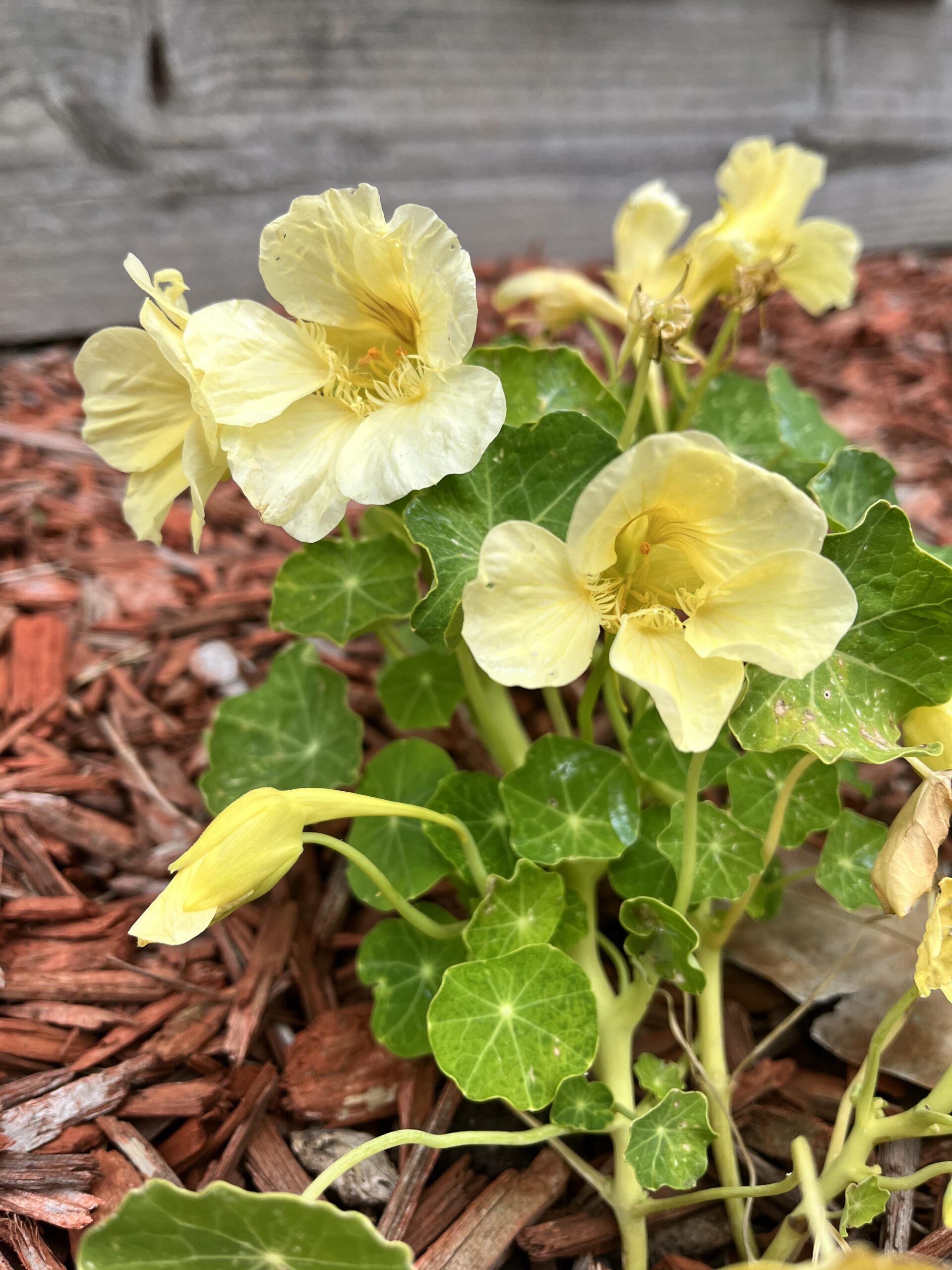 Nasturtiums - Milkmaid Nasturtiums - Milkmaid