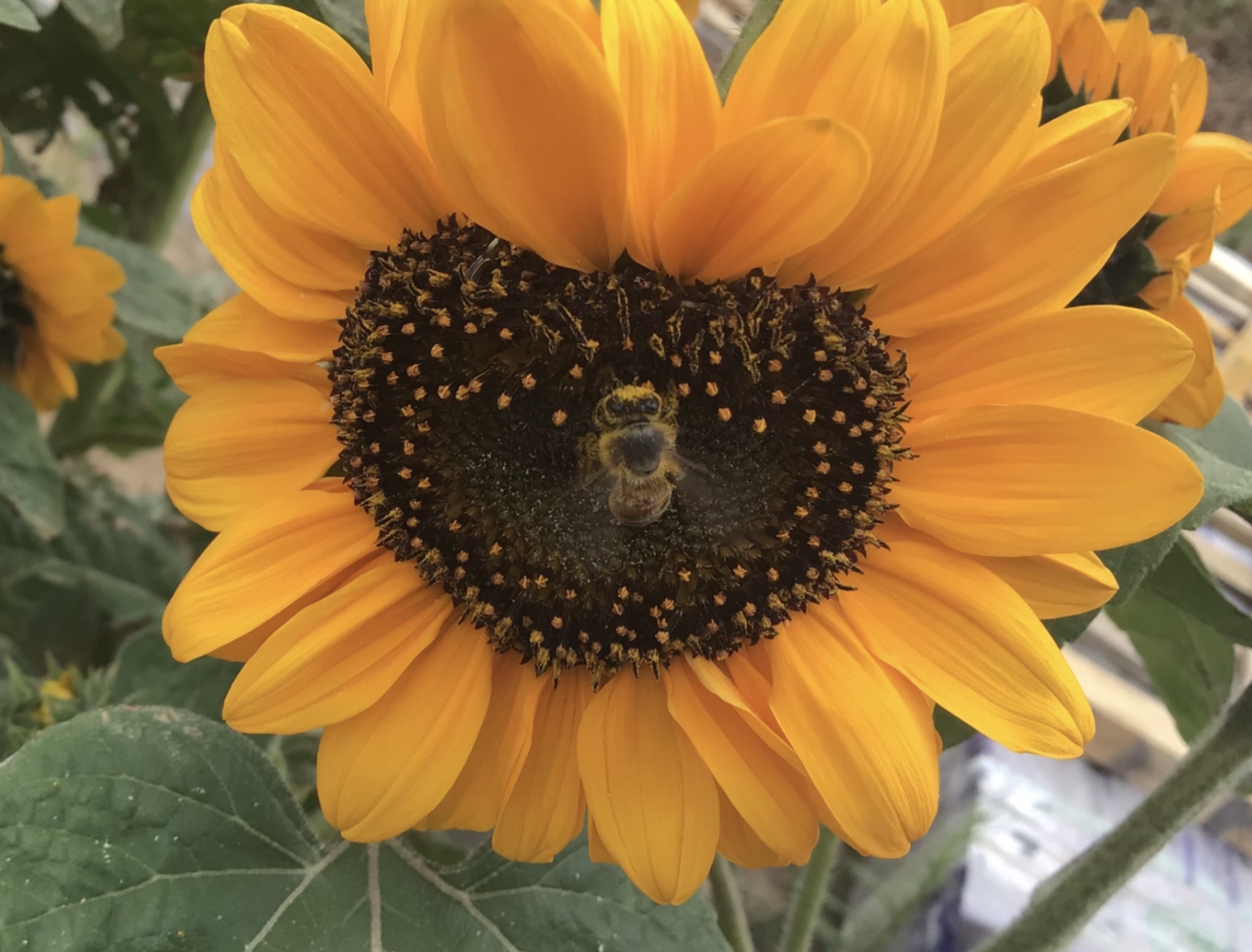 Sunflower Supernova Sunflower Supernova