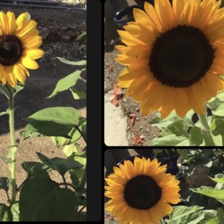 Velvet Queen Orange Sunflower