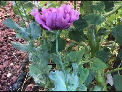 Purple Peony Poppy