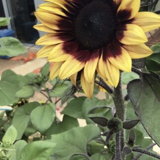 Golden Prominence Sunflower
