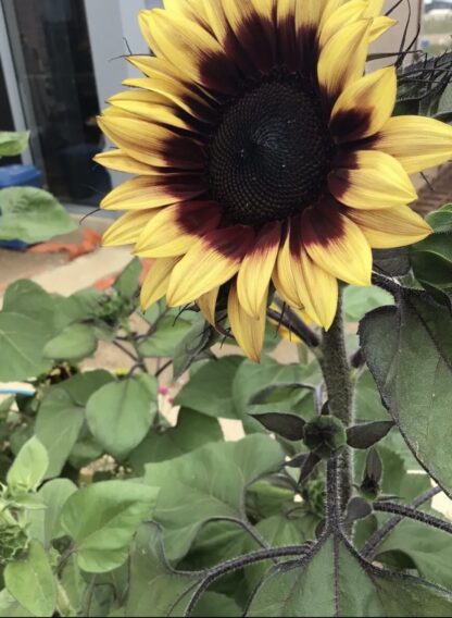 Golden Prominence Sunflower