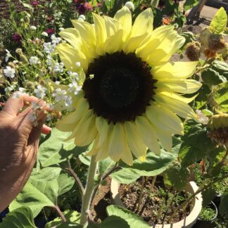 Classic Lime Sunflower With Baby’s Breath