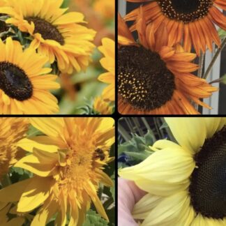 Sunflower 39 Exotic Mixed