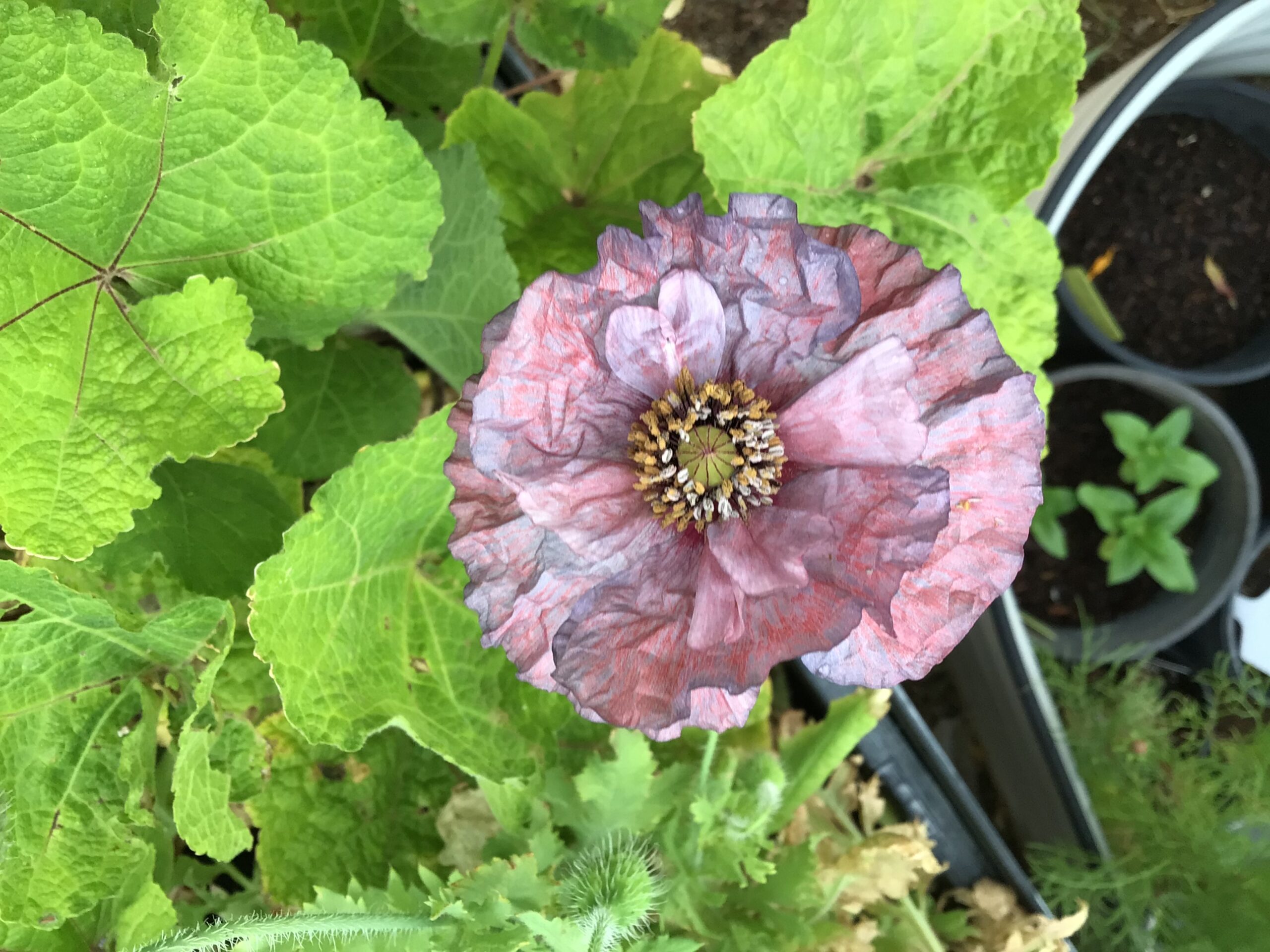 Amazing Grey Shirley Poppy Amazing Grey Shirley Poppy - Image 2