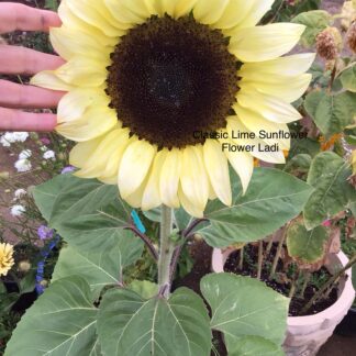 Sunflower Classic Lime