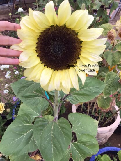 Sunflower Seed Mix