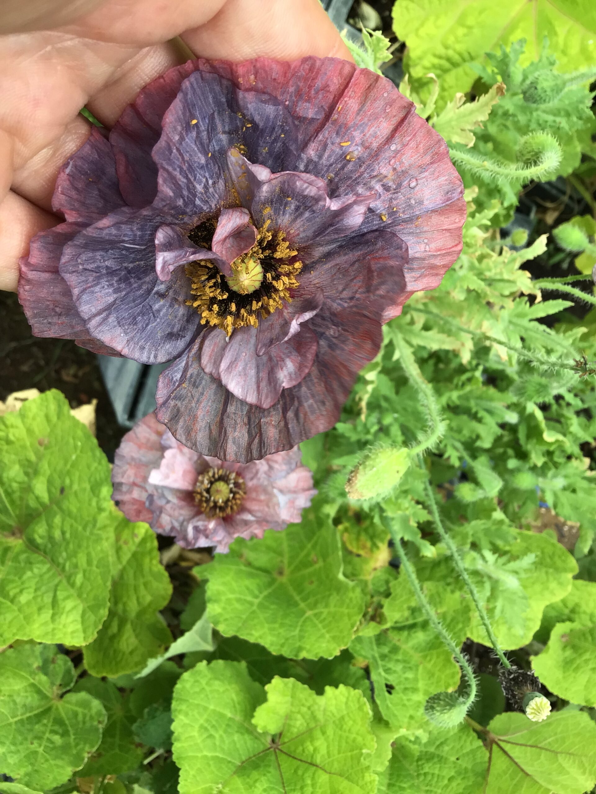 Amazing Grey Shirley Poppy Amazing Grey Shirley Poppy - Image 8