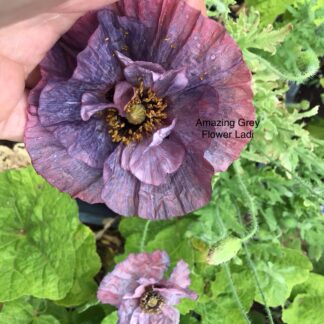Amazing Grey Shirley Poppy
