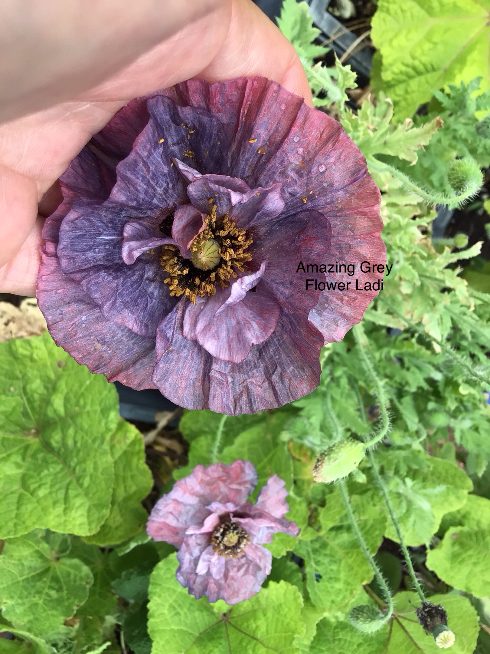 Amazing Grey Shirley Poppy Amazing Grey Shirley Poppy