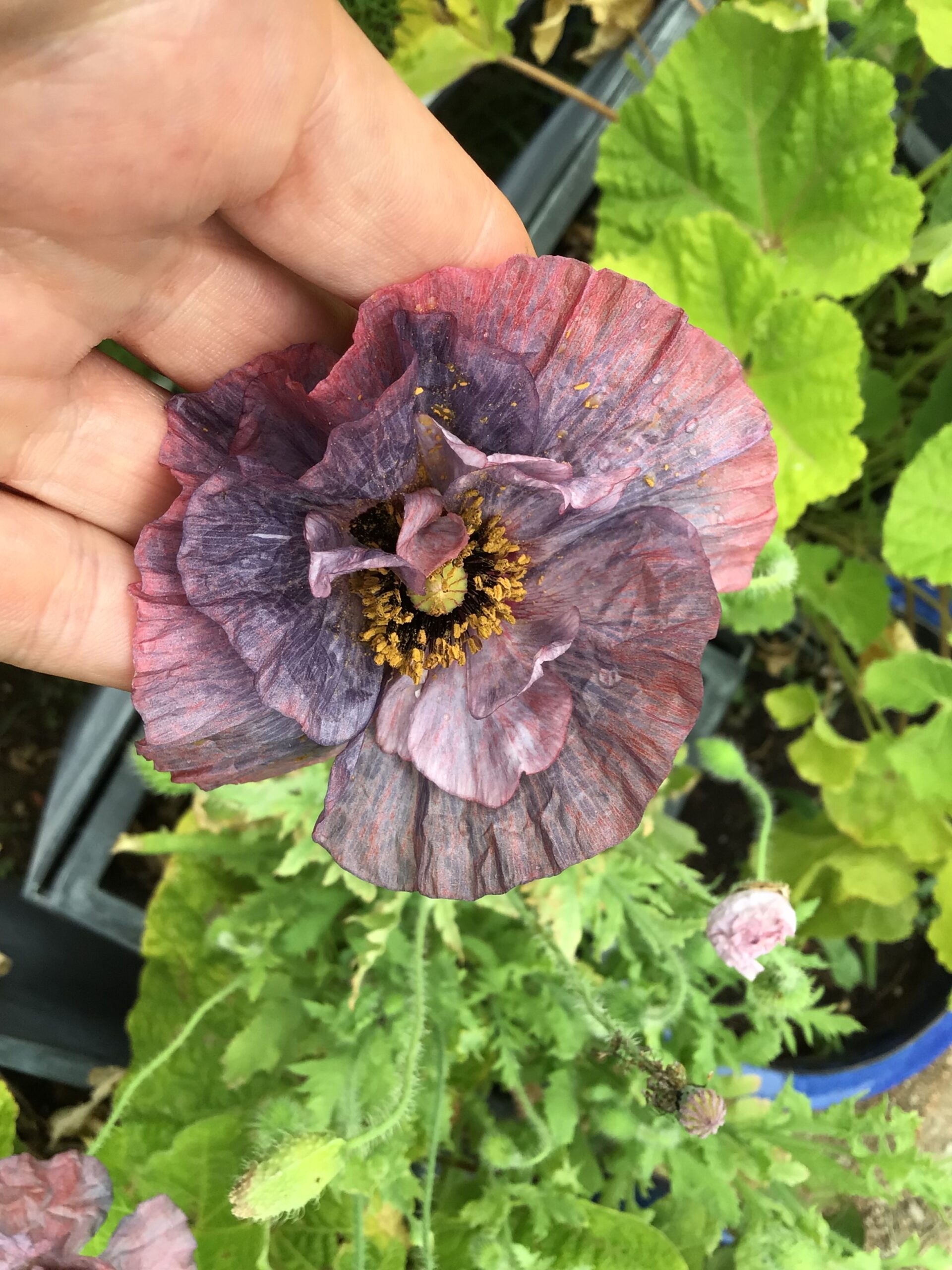 Amazing Grey Shirley Poppy Amazing Grey Shirley Poppy - Image 7