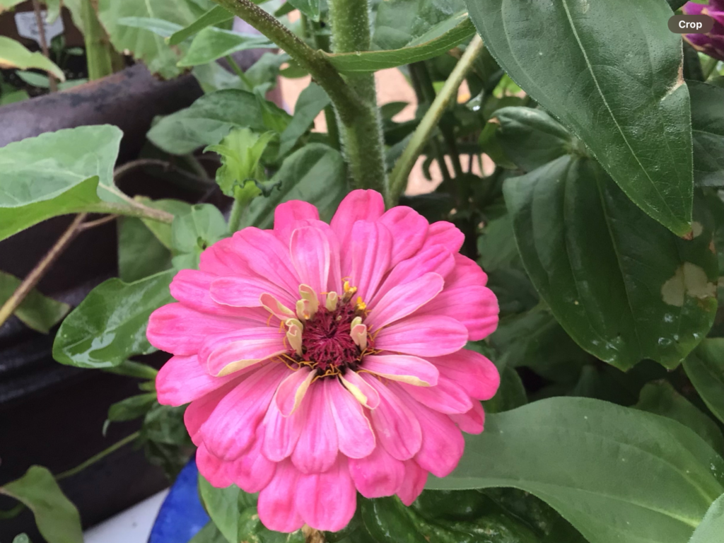 Zinnia Shirt - Rose Pink