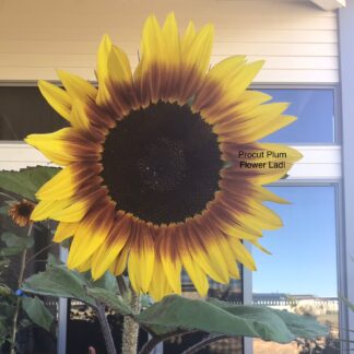 Procut Plum Sunflower