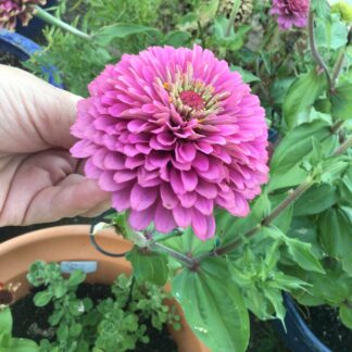 Zinnia Purple Lilliput 85