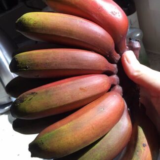 1 Red Decca Banana (RDB) Plant