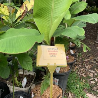 1 Very Dwarf Cavendish Banana (VDCB) Plant
