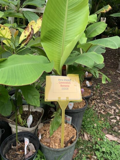 1 Very Dwarf Cavendish Banana (VDCB) Plant