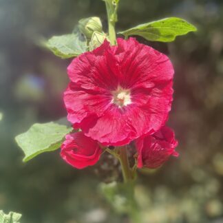 Hollyhock Pink