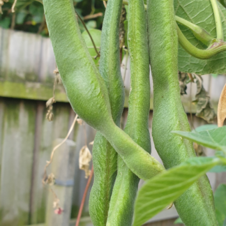 Organic Scarlet Runner Bean